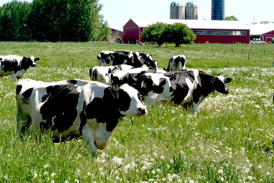 Harmony Organic Dairy Farm, Canada's best orgainc dairy